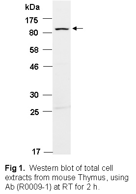 SATB1 Antibody Western (Abiocode)