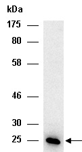 GADD45GIP1 Antibody Western (Abiocode)