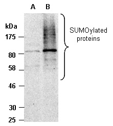 SUMO3 Antibody Western (Abiocode)
