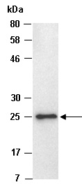 FGF23 Antibody Western (Abiocode)