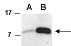 CCL4 Antibody Western (Abiocode)
