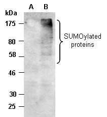 SUMO2 Antibody Western