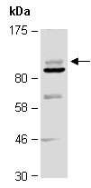 HDAC7 Antibody Western (Abiocode)