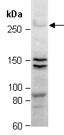 ABCA1 Antibody Western (Abiocode)