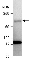 RSF1 Antibody Western (Abiocode)