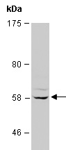 CASP10 Antibody Western (Abiocode)