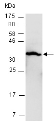CASP3 Antibody Western (Abiocode)