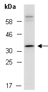 CASP12 Antibody Western (Abiocode)
