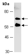 HAKAI Antibody Western (Abiocode)