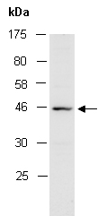 OGG1 Antibody Western (Abiocode)