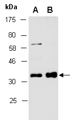 GAPDH Antibody Western (Abiocode)