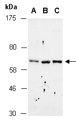 REL Antibody Western (Abiocode)