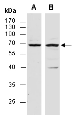 RUNX2 Antibody Western (Abiocode)