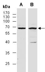 RUNX2 Antibody Western (Abiocode)