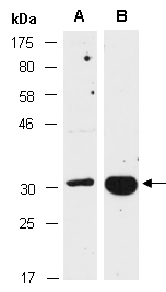 CASP7 Antibody Western (Abiocode)