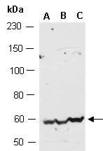WAS Antibody Western (Abiocode)