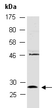 14-3-3 gamma Antibody Western (Abiocode)
