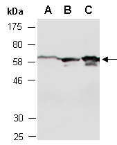 RXRA Antibody Western (Abiocode)