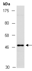 S1PR2 Antibody Western (Abiocode)