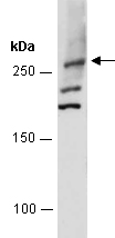 APC Antibody Western (Abiocode)