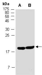 YAF2 Antibody Western (Abiocode)