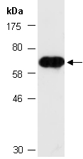 FAF2 Antibody Western (Abiocode)