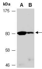 FAF1 Antibody Western (Abiocode)