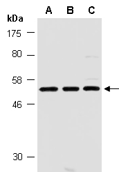 YY1 Antibody Western (Abiocode)