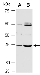 APOBEC3D Antibody Western (Abiocode)