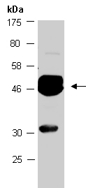 ENO2 Antibody Western (Abiocode)