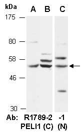 PELI1 Antibody Western (Abiocode)