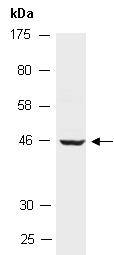 SIRT2 Antibody Western (Abiocode)