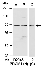 PROM1 Antibody Western Abiocode