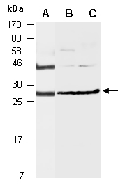 RYBP Antibody Western (Abiocode)