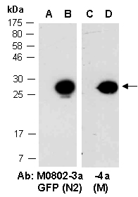 GFP Antibody Western (Abiocode)