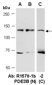 PDE3B Antibody Western (Abiocode)