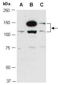 PIK3CG Antibody Western (Abiocode)