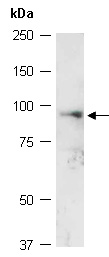 RPS6KA5 Antibody Western (Abiocode)