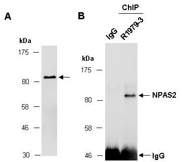 NPAS2 Western ChIP Antibody (Abiocode)