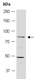 TBKBP1 Antibody Western (Abiocode)