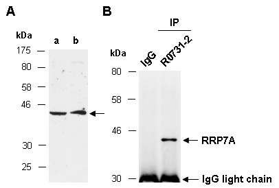 RRP7A Western IP Antibody (Abiocode)