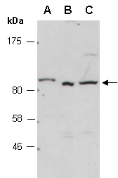 CAPN1 Antibody Western (Abiocode)