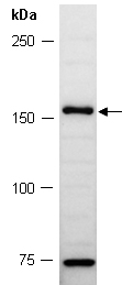 SALL2 Antibody Western (Abiocode)
