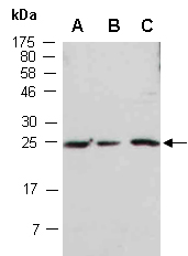 HESX1 Antibody Western (Abiocode)