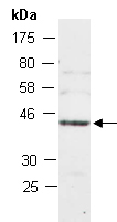 SUF4 Antibody Western (Abiocode)