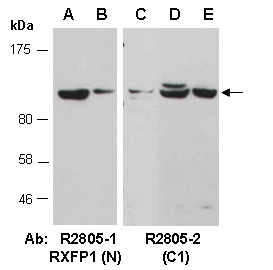 RXFP1 Antibody Western (Abiocode)
