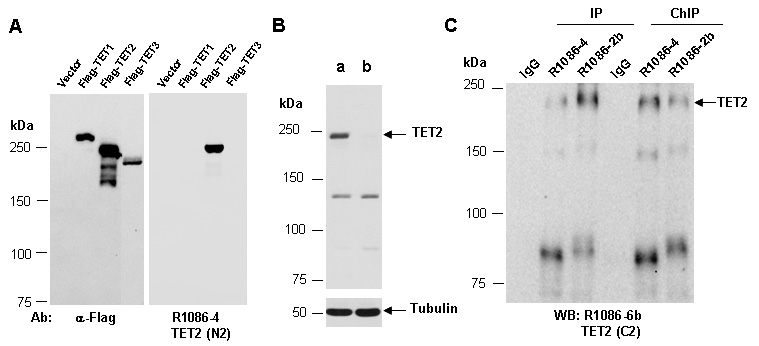 TET2 Western Antibody IP ChIP (Abiocode)