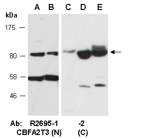 CBFA2T3 Antibody Western (Abiocode)
