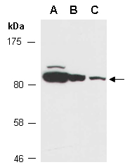 EBF3 Antibody Western (Abiocode)