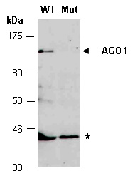 AGO1 Western Antibody (Abiocode)